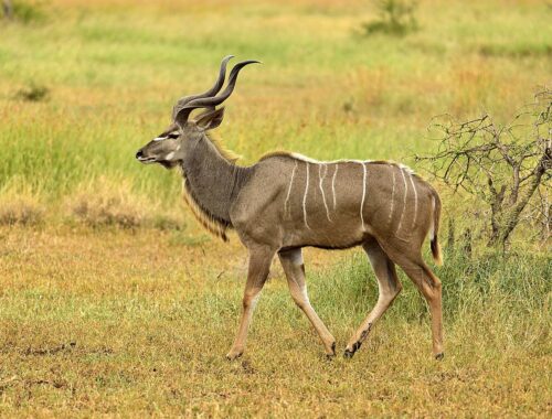 kudu-g42a2eda5e_1280.jpg